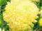 ASTER PEONIOWY WYSOKI  ŻÓŁTY