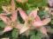 Clematis botaniczny Montana Marjorie POMARAŃCZ