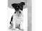 GIMDOG PASTA PUPPY 100G  506005 WWA