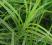 Trawa palmowa biało-zielona TANIO!!!!