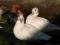 Karolinki białe- kaczki