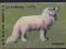 PRL 1967 zapałki Czechowice lis polarny fauna