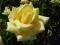 Róże - żółta róża - Producent