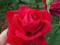 Róże - Czerwona róża - Producent
