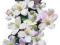 10X CLEMATIS POWOJNIK MIX MONTANA sadzonki 30-60cm