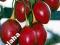 Tamarillo, pomidor drzewiasty, wieloletni promocja