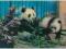 Trójwymiarowa 3 D Zwierzęta miś panda niedźwiadek