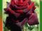 Róża Wielkokwiatowa BORDOWA- Kod 382