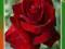 Róża Wielkokwiatowa CZERWONA CIEMNA- Kod 392
