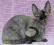 RODOWODOWE KOTECZKI DEVON REX