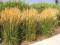 Calamagrostis 'Karl Foerster' - Trzcinnik WLKkwiat