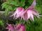Clematis Powojnik alpejski  w doniczce