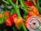 WYPRZEDAŻ Papryka Chili - 7 Pod  (7 POT) 0,5 KG