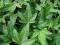 BLUSZCZ HEDERA GREENSTAR - GWIEŹDZISTY-zimozielony