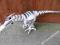 WowWee Robot Roboraptor Dinozaur Zdalnie Sterowany