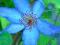 Powojnik Clematis 'Marlena' NIEBIESKI! HIT!!!
