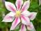 Powojnik Clematis 'Andromeda' Dwubarwny@
