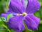 Powojnik Clematis 'Vino'  Wielkie kwiaty! HIT!!!