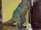 Gigantyczny Dinozaur Tyranozaur Rex  120cm !!!