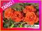 RÓŻA WIELKOKWIATOWA SAMBA nr 626