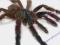 Wypreparowany pająk Avicularia versicolor - SUPER