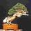 KOSODRZEWINA - REWELACYJNA NA SKALNIAK I NA BONSAI