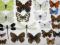 zestaw motyli, motyle dzienne polski, owady, ważki