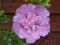 HIBISCUS  ketmia LAVENDER CHIFFON 70cm 5litrów