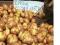 SPRZEDAM ZIEMNIAKI