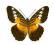 Motyl w gablotce Parthenos sylvina