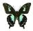 Motyl w gablotce Papilio epiphorbas