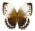 Motyl w gablotce Stihoptchalma camadeva