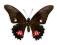 Motyl w gablotce Papilio anchisiades