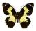 Motyl w gablotce Papilio euchenor