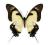 Motyl w gablotce Eurytides dolicaon