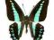 Motyl w gablotce Graphium anthedon