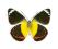 Motyl w gablotce Delias timorensis