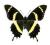 Motyl w gablotce Papilio garamas elyctryon