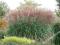 Wcześnie kwitnie___Miscanthus KLEINE FONTANE !