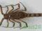 Buthus martensi skorpion Indonezja