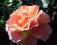 RÓŻA pomarańczowa różowa MARYSIA róże KRZEWY RÓŻ