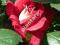 RÓŻA czerwona KRENEN róże KRZEWY wielkokwiatowa
