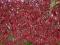 Parthenocissus quinquefolia - Winobluszcz pięcio.