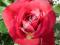 RÓŻA czerwona LAURA GENEV róże KRZEWY RÓŻ malinowa