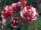 RÓŻA WIELOKWIATOWA WIŚNIOWA W CĘTKI - - HIT !!!!!!