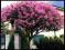 LAGERSTROEMIA super okazja + GRATIS        100szt