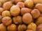 hazelnuts-orzechy laskowe 100kg hurt