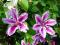 Clematis wielkokwiatowy Tudor KARBOWANY