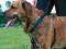 SZELKI EASY WALK M gdy pies ciągnie - TRIXIE