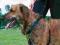 SZELKI EASY WALK L gdy pies ciągnie - TRIXIE
